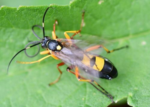 Réf. 259 411 : Diphyus quadripunctorius